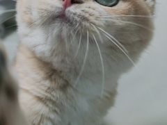 -lincat·猫舍(广州店)