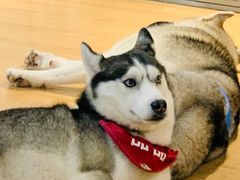 -Husky Go! 哈士奇体验馆·宠物咖啡厅狗咖