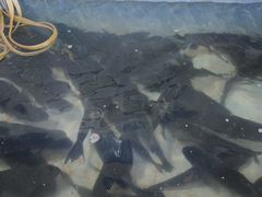 -杨林闻老三酸菜鱼(总店)