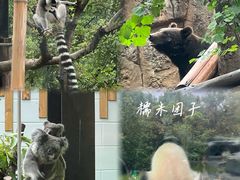 -红山森林动物园