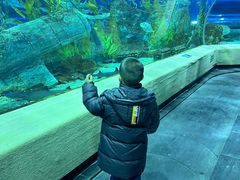 -芜湖新华联大白鲸海洋公园