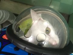 -美美宠物诊疗中心·异宠·骨科(滨江东信分院)