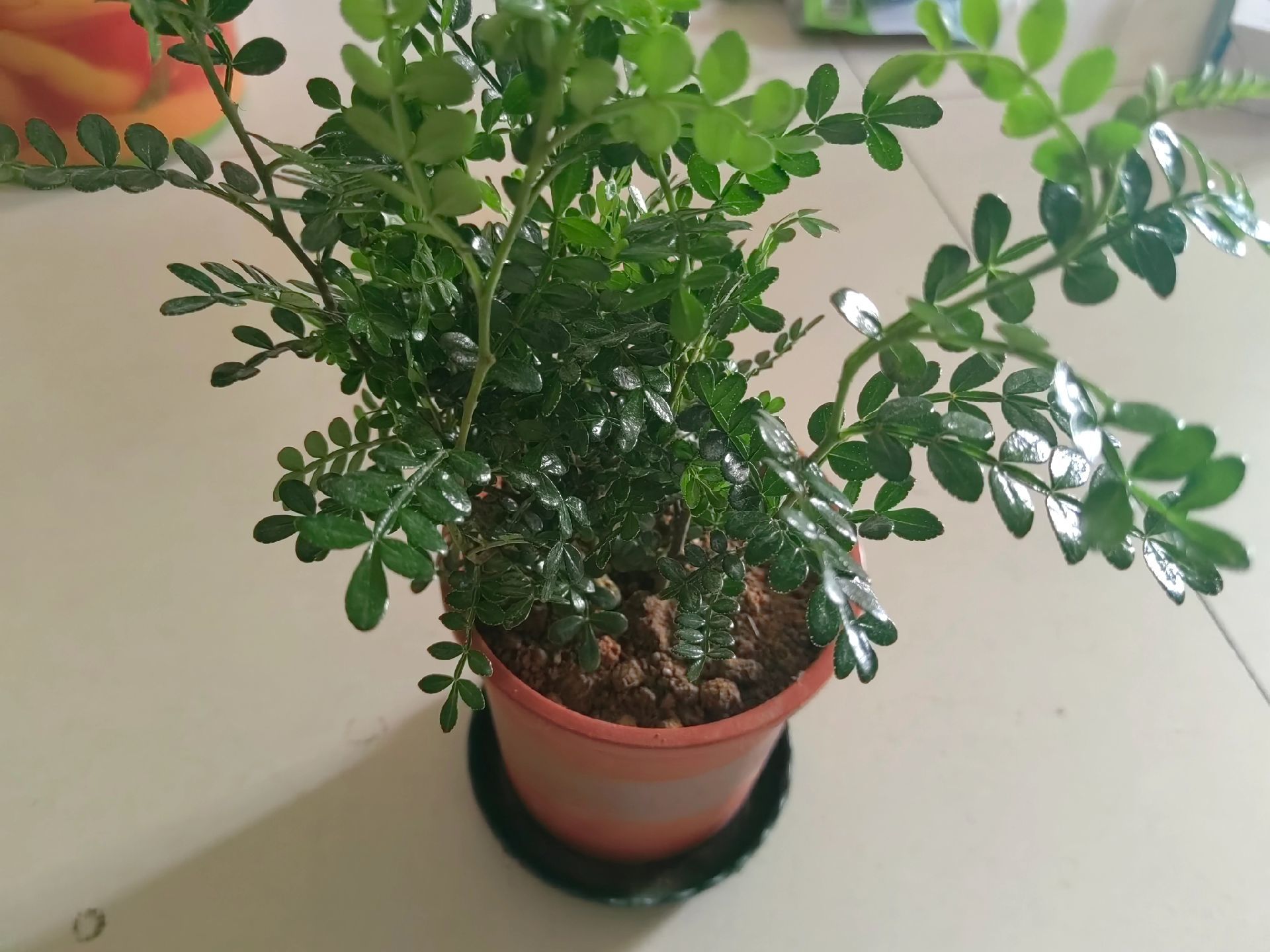驱蚊草