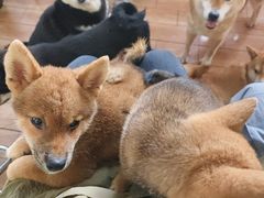 -柴犬高等学院·狗咖·柴犬售卖·宠物训练