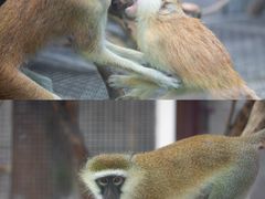 -灵玲国际马戏城