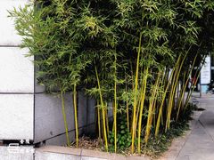 -金陵图书馆