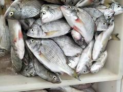 -渔家小院观海海肠捞饭地方菜(环海中路店)