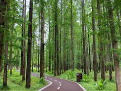 -黄海国家森林公园