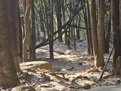 -火炉山森林公园