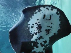 -上海海洋水族馆