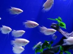 -洛阳龙门海洋馆