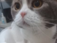 -纳吉亚猫专科动物医院·北北分院