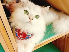 -猫在这儿猫咪咖啡馆·撸猫馆