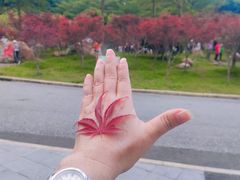 -广州市帽峰山景区