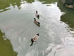 -东湖落雁景区