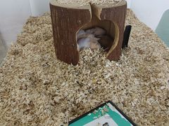 -怪兽屋·羊驼·猫咖·狗咖(俊华广场店)