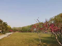 -大兴滨河森林公园