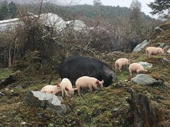 -硗碛藏寨·神木垒景区