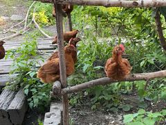 -庆岭迎宾园正宗活鱼馆