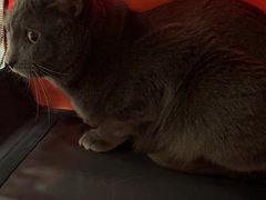 -中农国际动物医院24小时·猫科·骨科·急重症中心