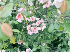 -大连植物园
