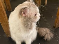 -猫小院猫主题餐厅(南锣旗舰店)