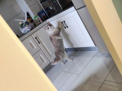 -瑞鹏宠物医院犬猫全科(真大分院)