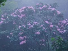 -梧桐山风景名胜区