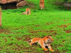 -沈阳森林动物园