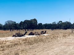 -威勒比开放式动物园