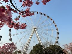 -顾村公园
