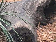 -可伦宾野生动物保护区