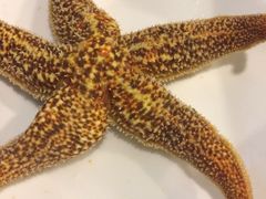 前海沿儿-鲁前海沿儿