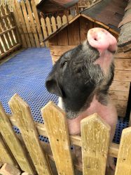 -萌宠亲子动物乐园(槐房万达店)