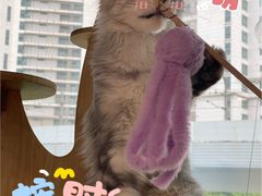 -十年猫舍·猫咪专门店(普陀店)