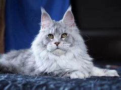 -猫十亿·布偶金渐层·曼基康矮脚猫舍(青年路店)