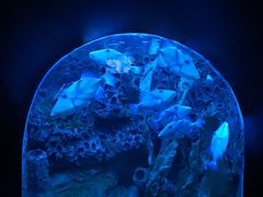 -太平洋海底世界