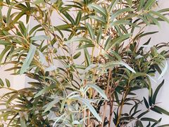-耳艺采耳·足疗·按摩SPA(市桥店)