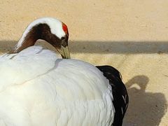 -盐城丹顶鹤湿地生态旅游区
