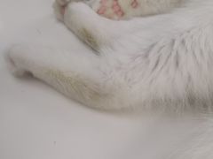 -喵的天空名猫咖啡馆·撸猫·猫舍·用品