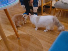 -滚猫咖啡·猫咖·猫友好撸猫(未来城店)