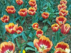 android_upload_pic-洛阳郁金香牡丹园