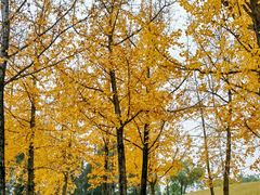 -重庆中央公园(渝北区)