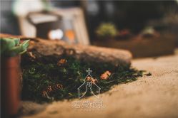 -西安威斯汀大酒店·宴会厅