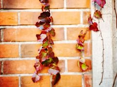 -上海佘山国家森林公园西佘山园