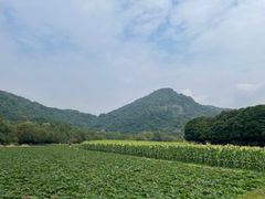 -八卦田遗址公园
