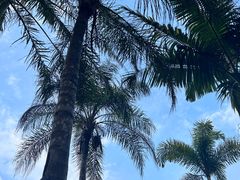 -深圳仙湖植物园