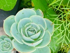 -四姑娘山阿巴郎·藏式花园餐厅