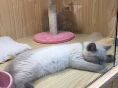 -屋虎猫馆(宝安大仟里店)