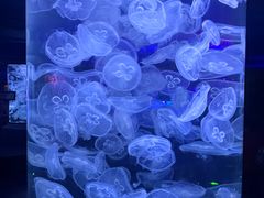 -合肥海洋世界